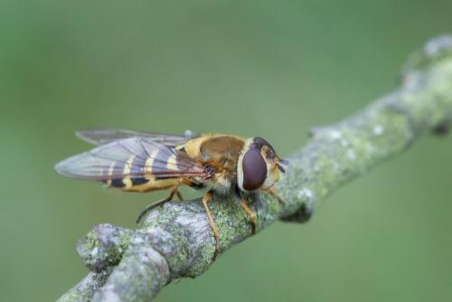 Réf. 268 257 : Syrphus torvus